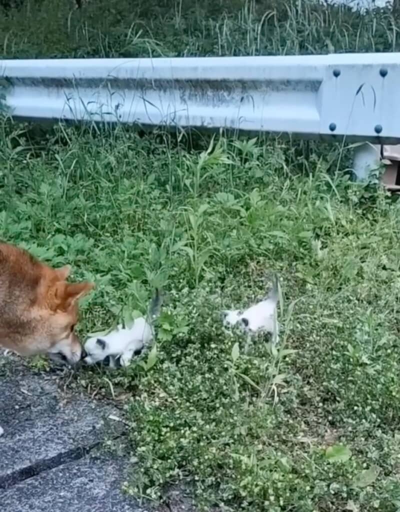 ダンボールの中から2匹の子猫が登場