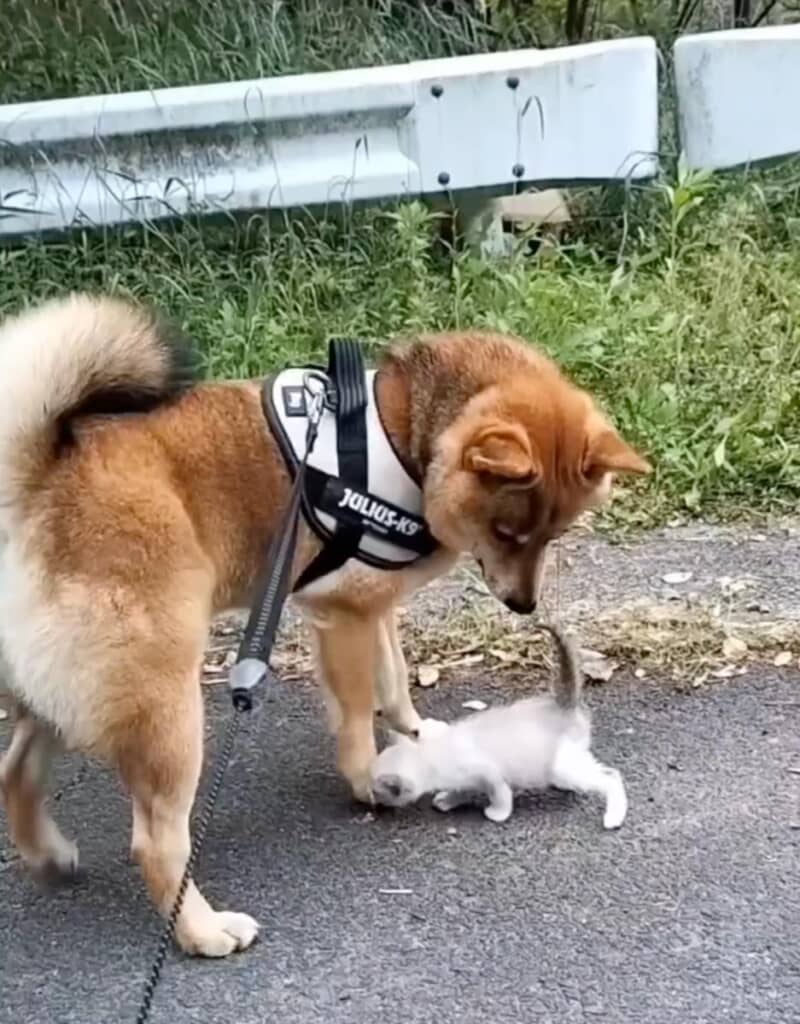 好奇心旺盛な子猫に戸惑うティーくん