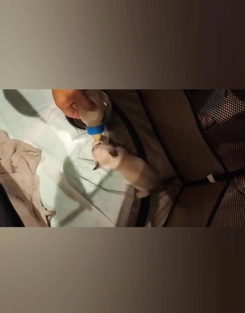保護後、ミルクをたくさん飲んでくれました