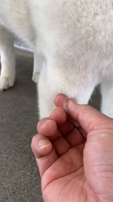 毛を引っ張ると……