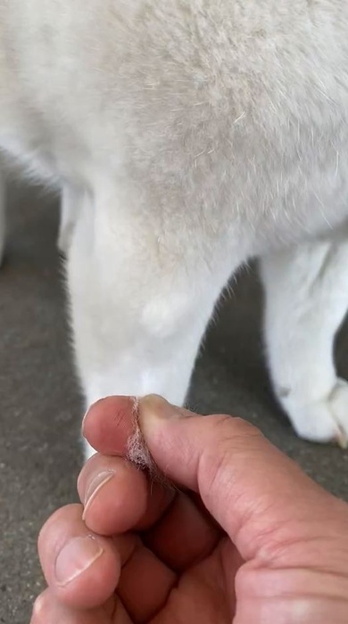 毛を引っ張ると……