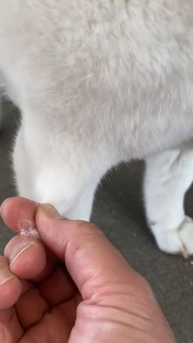 毛を引っ張ると……