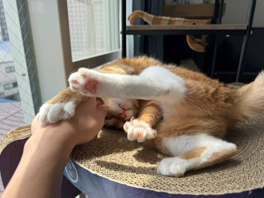 半分寝ながら飼い主さんの手に触れる桜子ちゃん