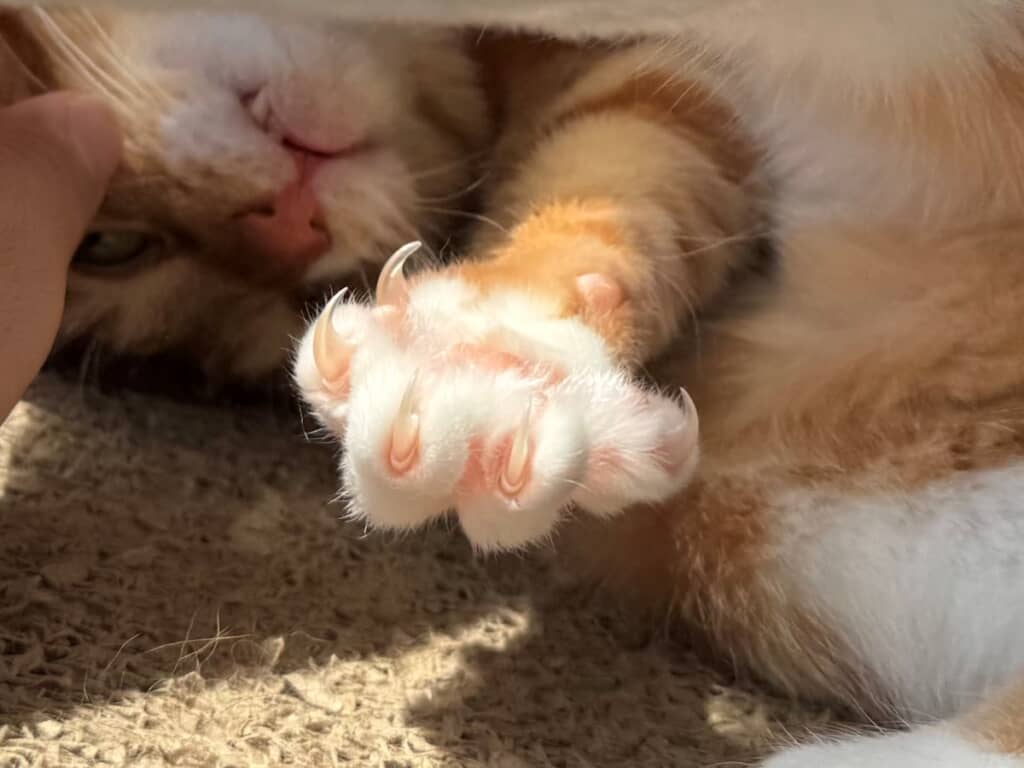 確かに彼岸花みたい！