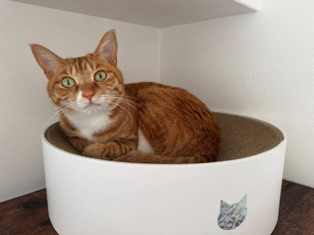 「もう切らないでよね！」と言いたげな桜子ちゃん