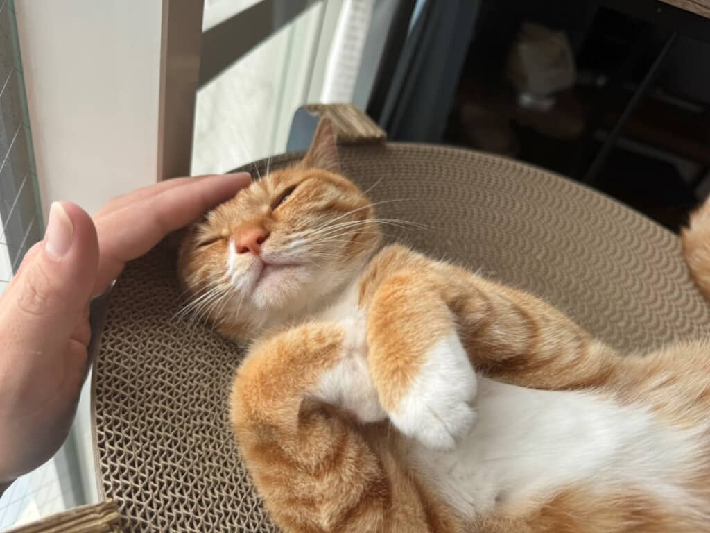 気持ち良さそうな桜子ちゃん