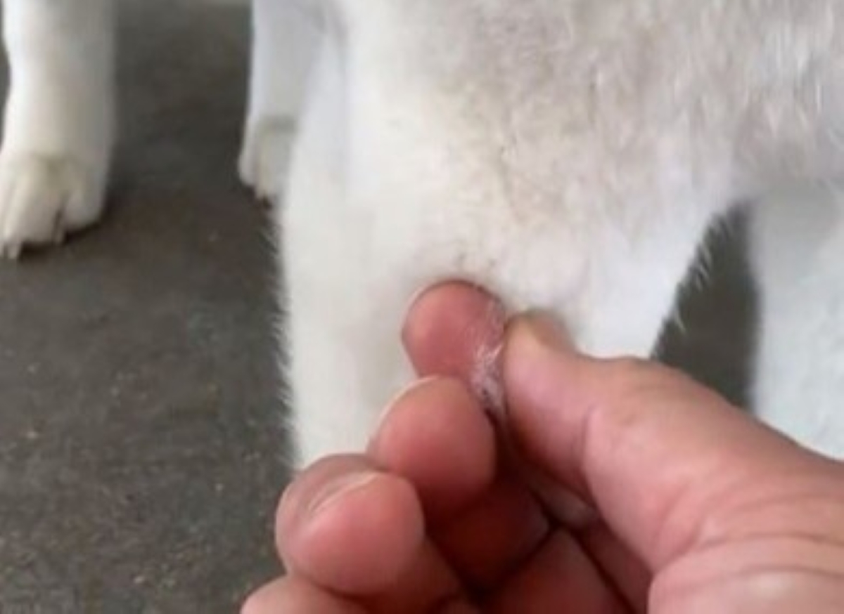 柴犬の“今にも抜けそうな毛束”を引っ張ったら……「やばwww」　460万回再生の“目を疑う絶望”に「そんな季節ですねぇ」（1/3） | 犬 ねとらぼ