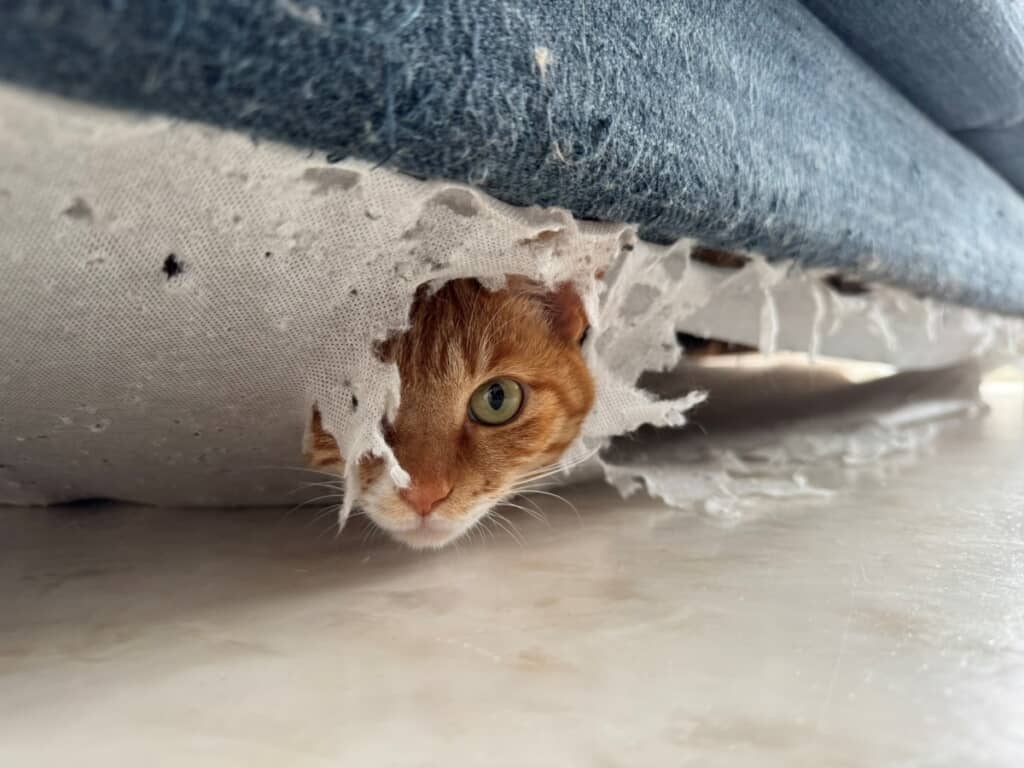 ソファから覗く桜子ちゃん