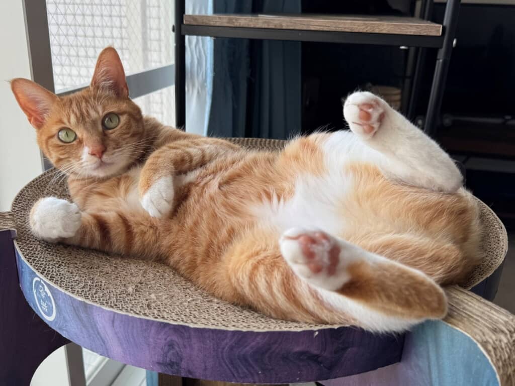 招き猫の真似ですか？