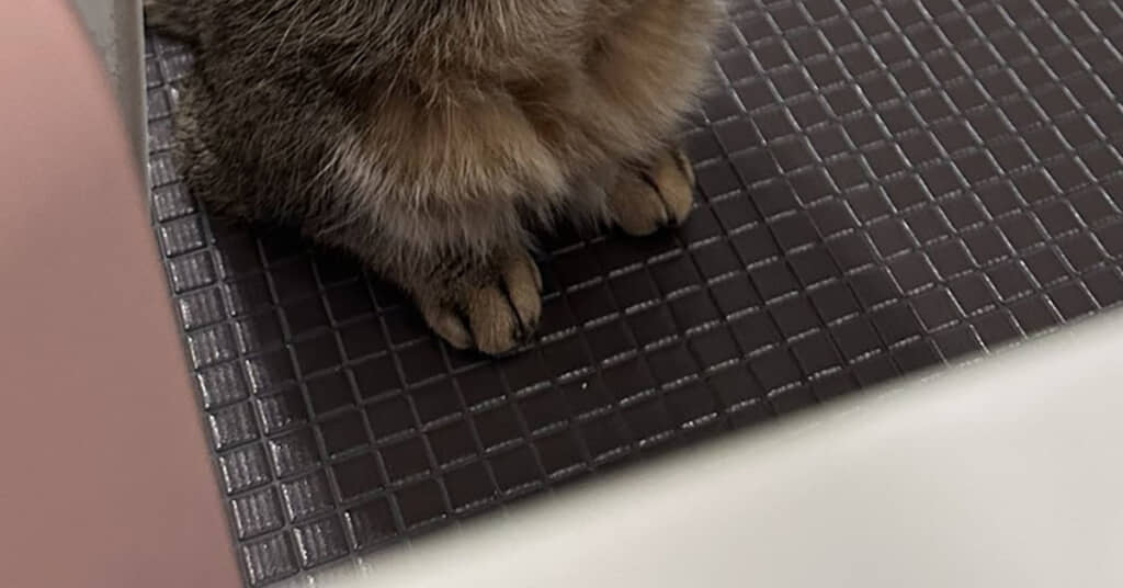 お風呂でゆっくりしていた飼い主→覗きに来た愛猫の“信じられない姿”に驚き「待っててくれてたのね」「ありえないものを見た人」