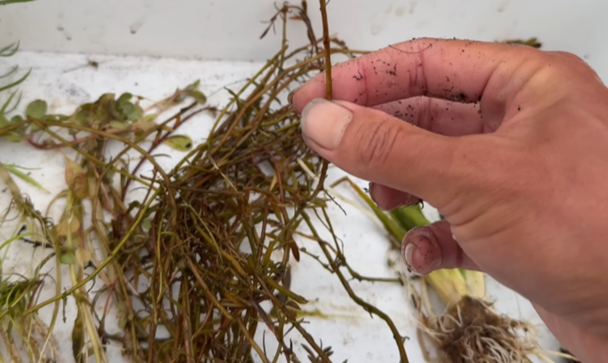 枯れたボロボロ水草を土に埋めて1カ月後……　「ええーっ！」まさかの姿に「衝撃的でした」「めっちゃ笑った」（1/3） | ライフスタイル ねとらぼ