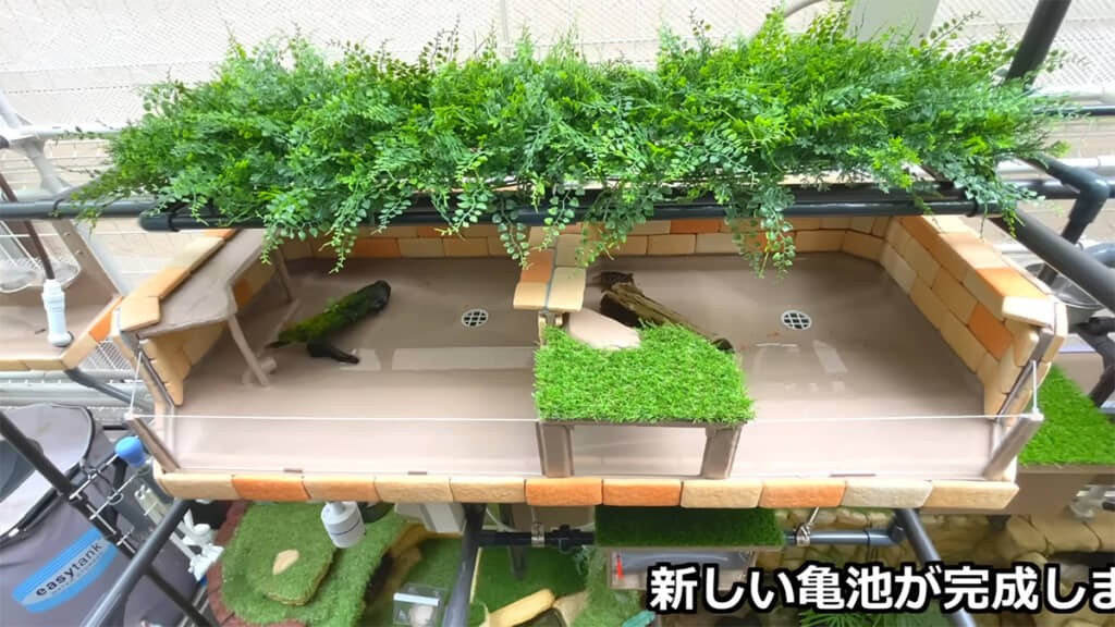 夢の亀池を紹介！