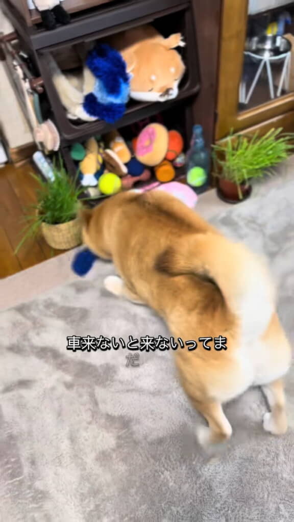 テンションが上がっておもちゃをくわえだす