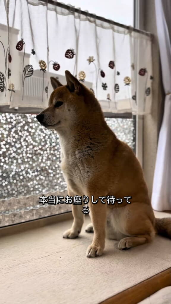 「お座りして待ってて」でこの姿勢に