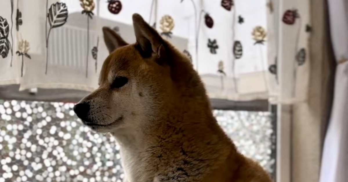 窓際で待ち続ける柴犬　“待ちわびた人”と1カ月ぶりに再会した瞬間……！　「泣いちゃった」「大好きなんだね」（1/3） | 犬 ねとらぼ