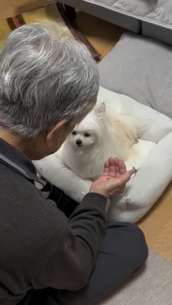 おじいさんが差し出すおやつを見つめる犬