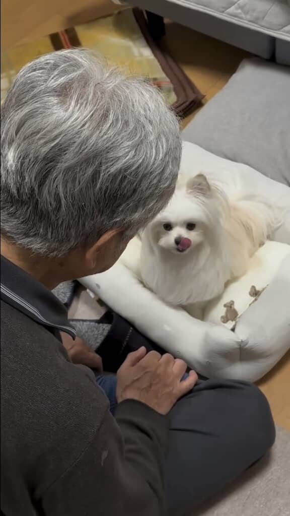 口の周りをなめている犬