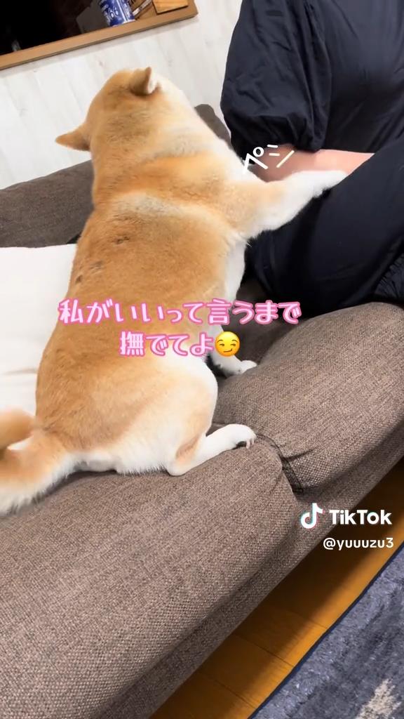 もっと撫でてほしいゆずちゃん