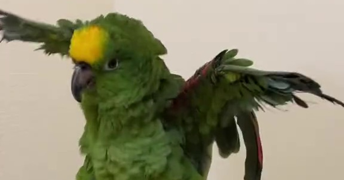 ペットショップでボロボロの15歳インコに出会い、お迎えして3年後……「すごい！すごい！」「幸せやろなぁ～」　驚きの現在に反響（1/3） | その他生き物 ねとらぼ