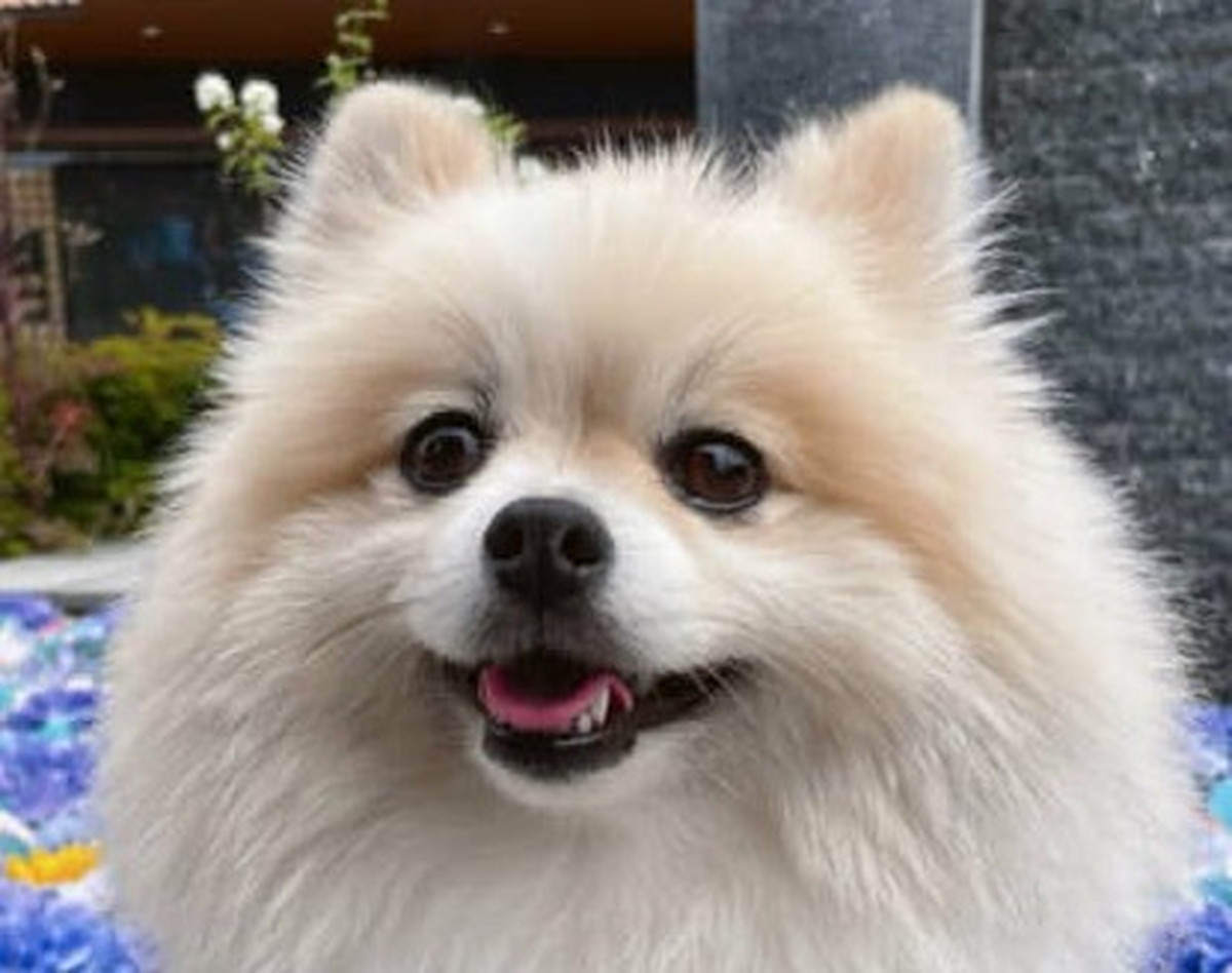 愛犬そっくりなクレープを食べようとしたら…… 「いい顔www」90万 愛犬そっくりなクレープを食べようとしたら…… 「いい顔www」90万
