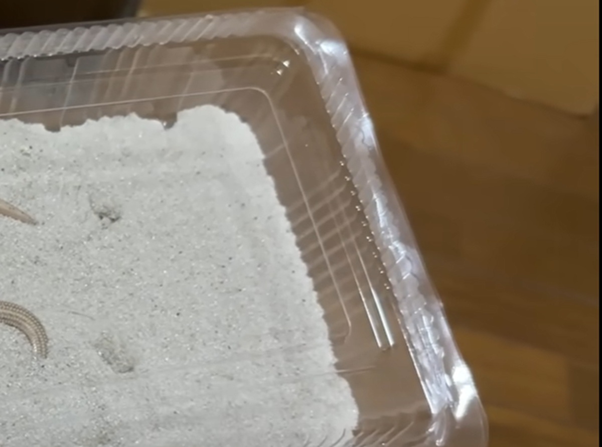 砂の中を泳ぎ回る謎の生き物をペットに迎えたら……　初めて見る驚きの姿に「ツチノコやん」「まじ可愛すぎて」（1/3） | その他生き物 ねとらぼ