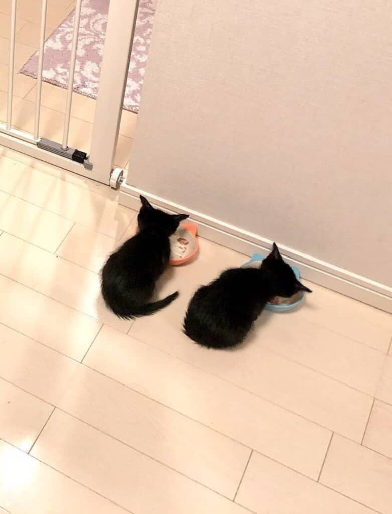 小さなチックくんとタックくん