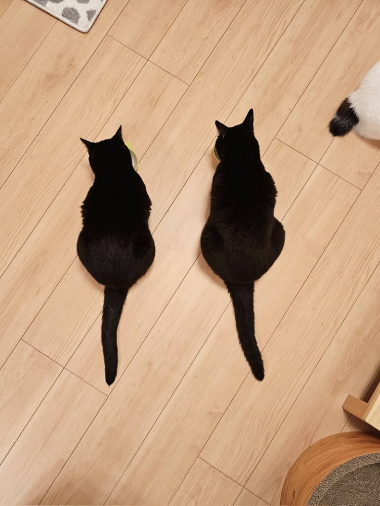 大きくなっても一緒にごはん！