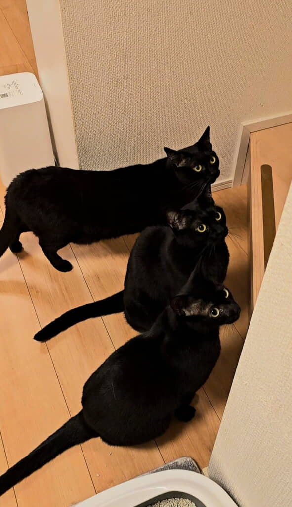 クックくんも一緒に。何かが気になるみたい
