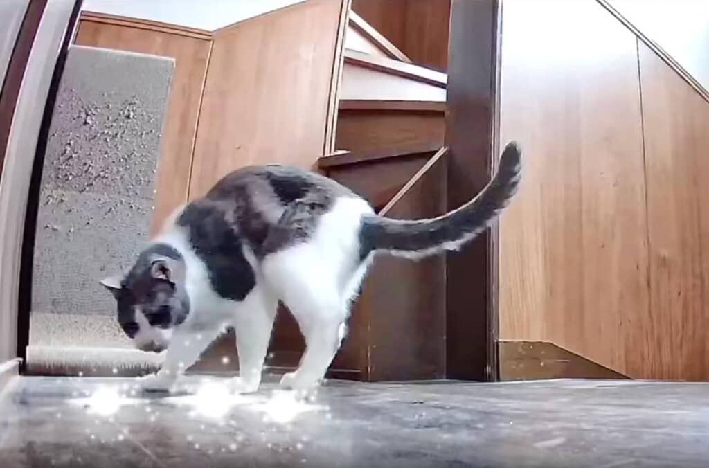 盛大に嘔吐してしまっためいくん