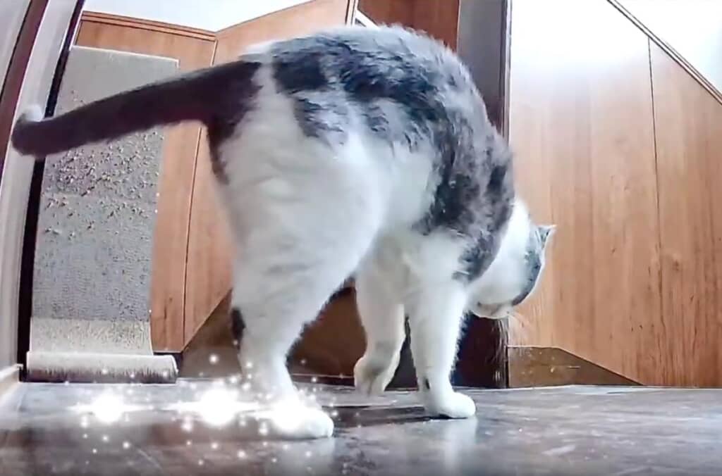 嘔吐物を隠そうとするめいくん