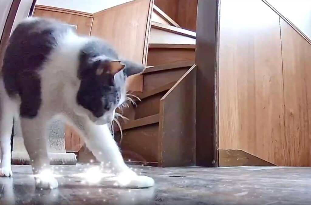 画面からめいくんの必死な様子が伝わってきます