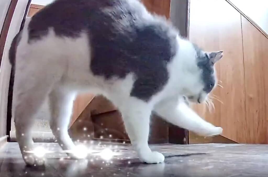 飼い主さん早く帰ってきてー！