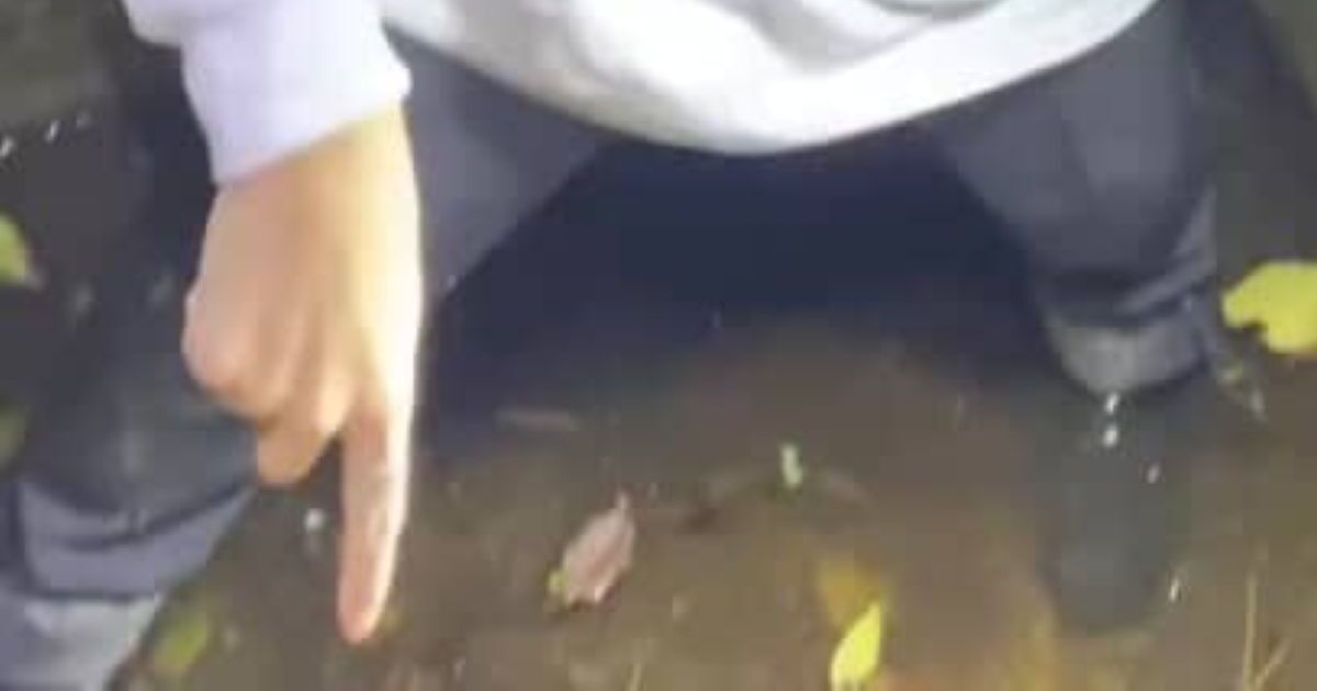 夜の側溝をのぞいたら……　「すごいにらんでるw」目がギョロっとした“希少生物”の登場に「初めて見た」と300万再生 | その他生き物 ねとらぼ