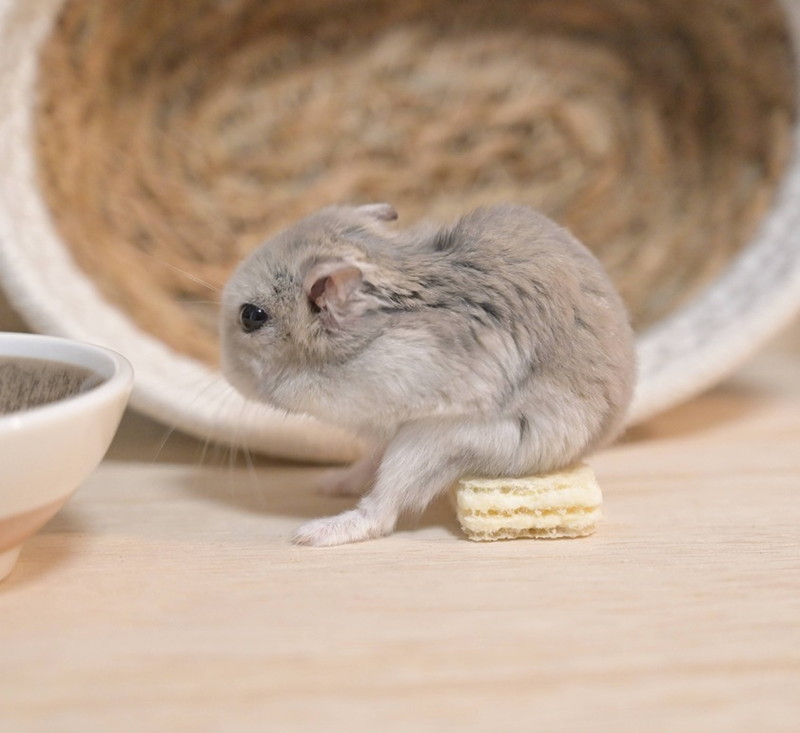 考えるメイちゃん
