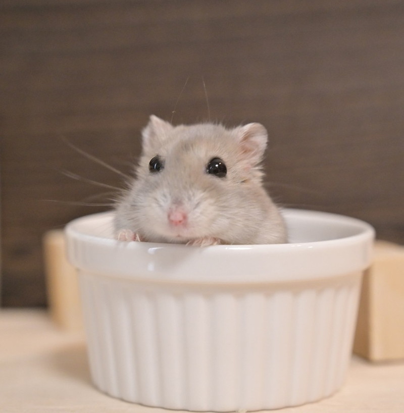 お掃除待ち中のメイちゃん