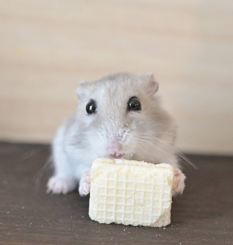 ちゃんとウエハースを食べるメイちゃん