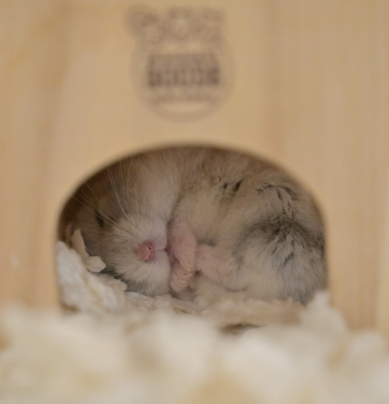 「守りたい、この寝顔」