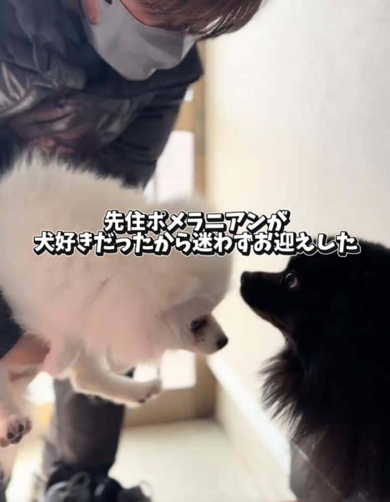ごんぞうくんが犬好きだったので、迷わずお迎え