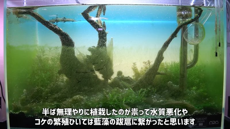 藍藻やコケが増えて緑色になった水槽