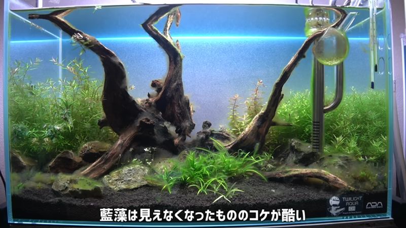 薬剤を散布して藍藻は減ったがコケは残っている水槽