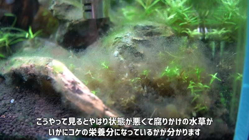 水草の周囲で繁殖しているコケ