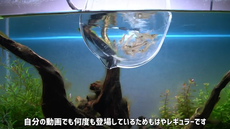 お掃除係として導入されるヤマトヌマエビ
