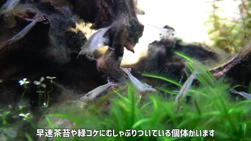 早速コケを食べ始めたヤマトヌマエビ