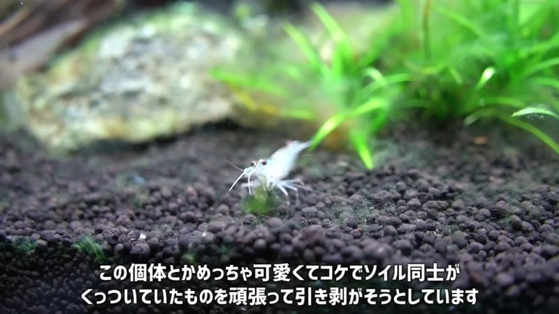 くっついているソイルを引き剥がそうとするヤマトヌマエビ