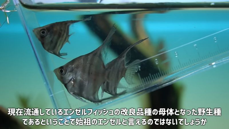 メインの生体として導入するスカラレエンゼル