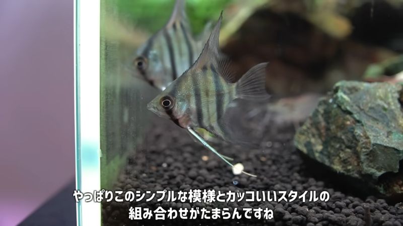 導入後に落ち着き体色が変化したスカラレエンゼル