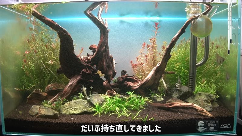 ヤマトヌマエビにより環境が改善された水槽