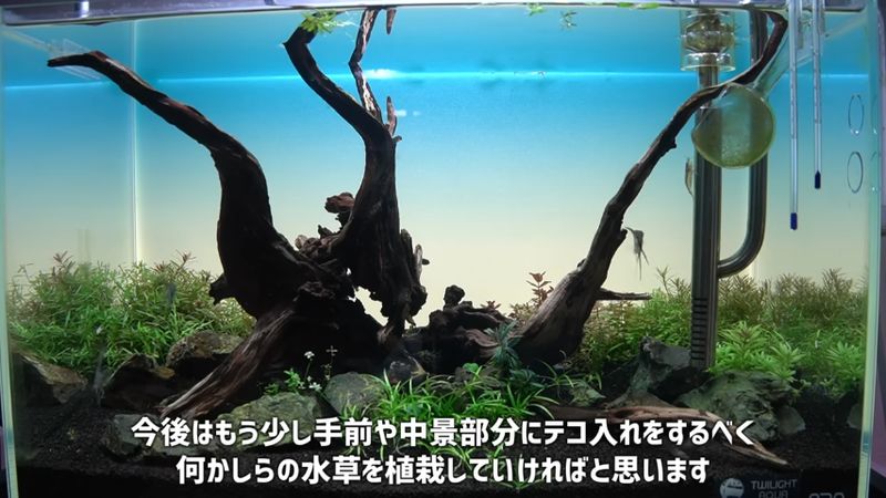 草のトリミングを行った後の水槽