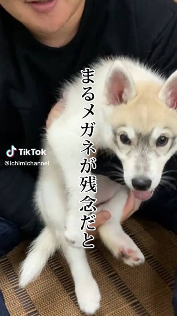 丸いメガネをかけているみたい