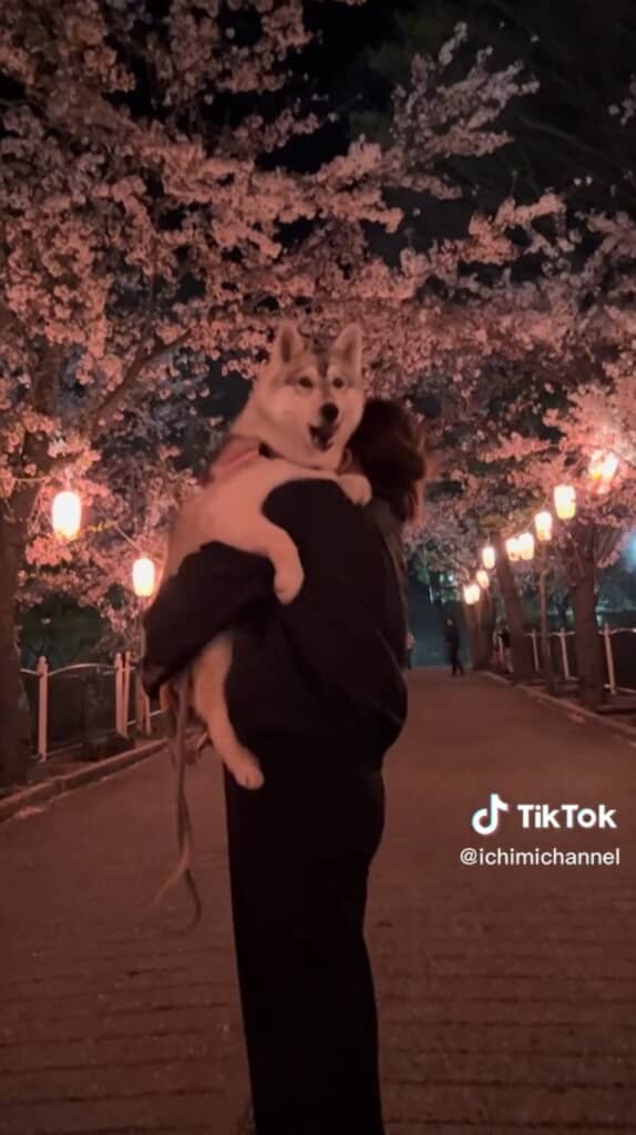 抱っこで夜桜見物